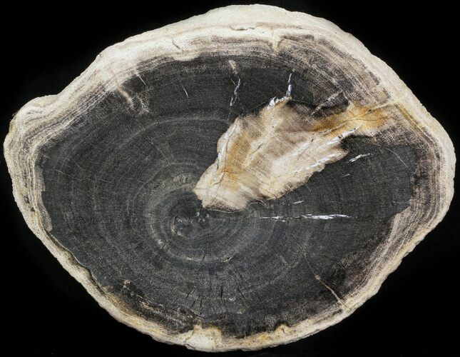 Petrified Wood (Tropical Hardwood) Slab - Indonesia #41906